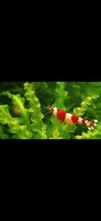 Crystal Red Garnalen, Dieren en Toebehoren, Vissen | Aquariumvissen, Zoetwatervis, Kreeft, Krab of Garnaal, Schoolvis