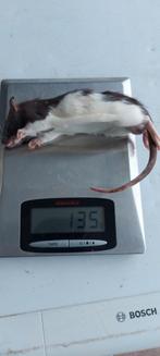Diepvries ratten en muizen, Slang