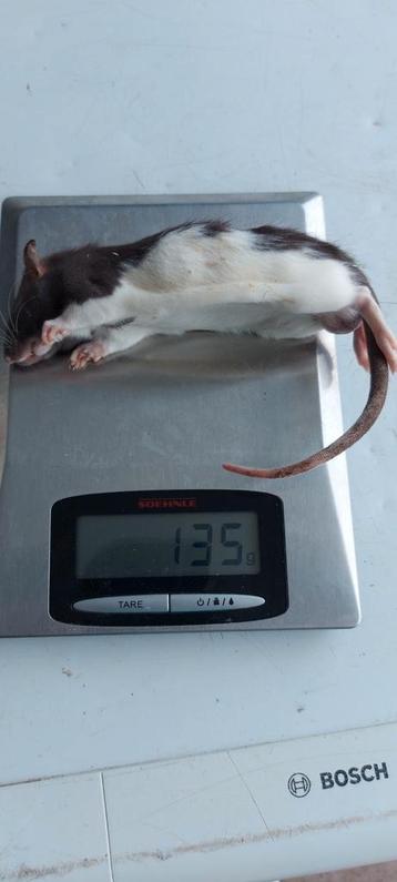 Diepvries ratten en muizen beschikbaar voor biedingen
