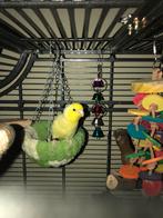 Twee jonge forpus papegaaien., Mannelijk, Geringd