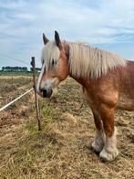 Goudeerlijk trekpaard Albert, Dieren en Toebehoren, 175 cm of meer, Gechipt, Ruin, Zadelmak