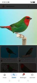 Gezocht roodkoppapegaai amedine pop, Dieren en Toebehoren, Vogels | Overige Vogels, Vrouwelijk