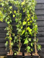 Klimop, gekleurd bladig Hedera 175-200 cm hoog, Tuin en Terras, Planten | Tuinplanten, Ophalen, Vaste plant, Halfschaduw, Klimplanten