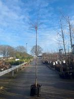 Sierkers 'Autumnalis Rosea' - Prunus, Herfst, Overige soorten, 100 tot 250 cm, Ophalen