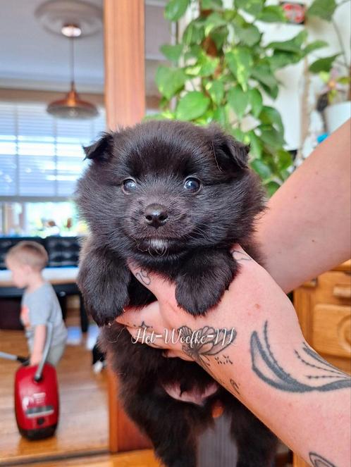 Pomsky F1b reutje (geteste ouders), Dieren en Toebehoren, Honden | Poolhonden, Keeshonden en Oertypen, Meerdere dieren, Overige rassen