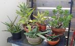 Vetplanten (succulenten, evergeens) voor binnen en buiten., Huis en Inrichting, Kamerplanten, Ophalen, Vetplant, Halfschaduw, In pot