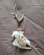 Schedel Ree met vergroeing op de schedel en bloemkool gewei, Ophalen of Verzenden, Hert, Schedel