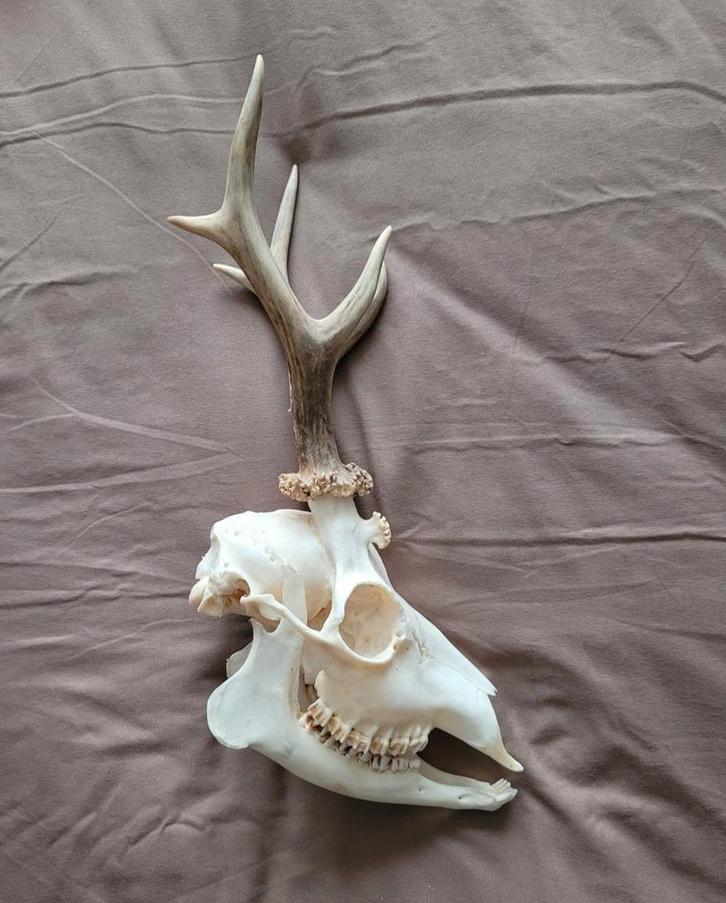 Schedel Ree met vergroeing op de schedel en bloemkool gewei, Verzamelen, Dierenverzamelingen, Schedel, Hert, Ophalen of Verzenden