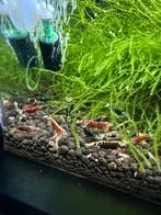 Nanashi Garnalen incl metallic gen, Kreeft, Krab of Garnaal, Zoetwatervis
