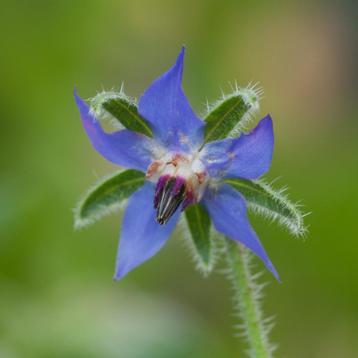 Zaden komkommerkruid (Borage officinalis) beschikbaar voor biedingen
