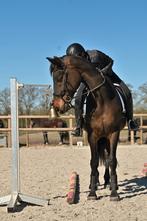 Micklem Competition 2.0 Full Hoofdstel., Dieren en Toebehoren, Paarden en Pony's | Hoofdstellen en Tuigage, Ophalen of Verzenden