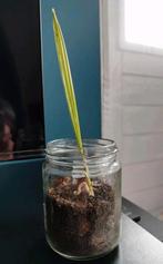 Jonge dadelpalm kamerplant of kuipplant, Ophalen of Verzenden