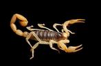 Gezocht Hadrurus arizonensis schorpioen, Spin of Schorpioen
