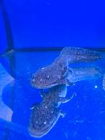 Super leuke Axolotls, nu voor maar €14,95!!, Dieren en Toebehoren, Overige soorten, 0 tot 2 jaar