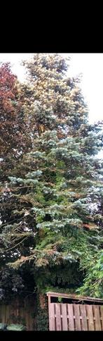 Pinus boom met mooi stamhout te Helmond, Tuin en Terras, Planten | Bomen, Ophalen of Verzenden