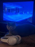 British Shorthair poes – 2 jaar 8 maanden, Dieren en Toebehoren, Poes