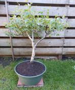 Tuinbonsai Berk, Tuin en Terras, Ophalen of Verzenden, Overige soorten