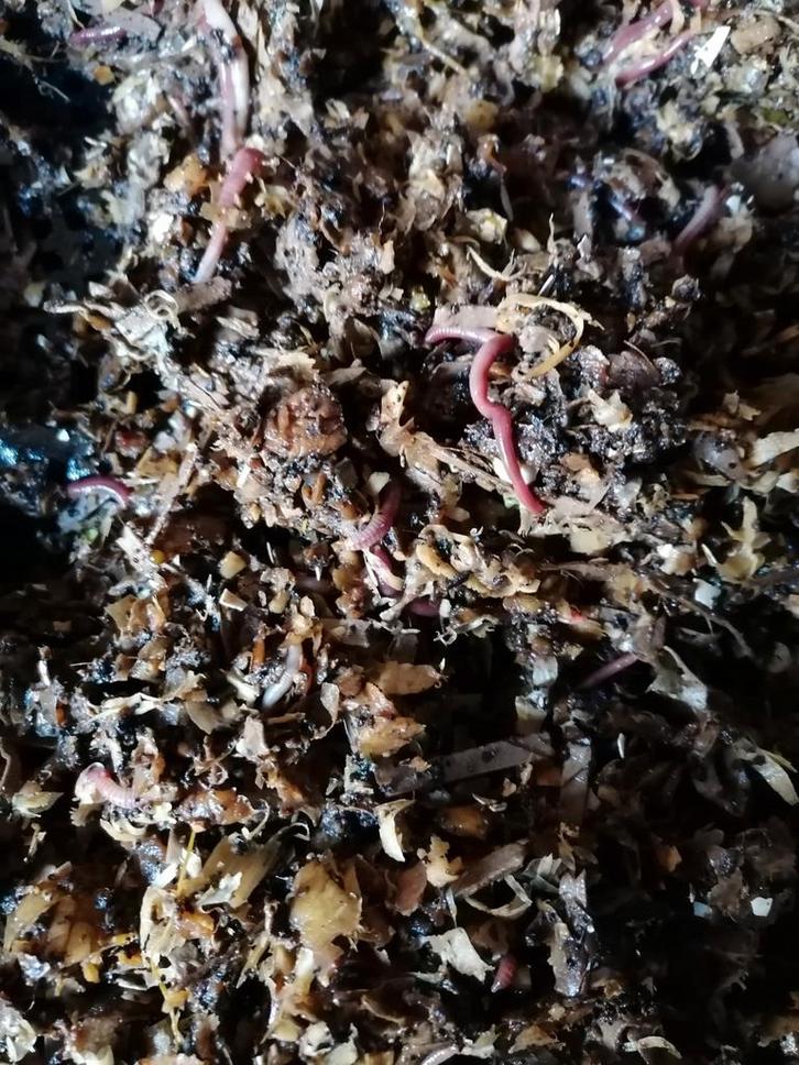 Compost wormen te koop, Tuin en Terras, Aarde en Mest, Compostbak, Ophalen of Verzenden