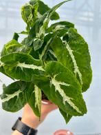 Syngonium Wendlandii - Pijlpuntplantje, Huis en Inrichting, Kamerplanten, Overige soorten, In pot, Minder dan 100 cm, Groene kamerplant