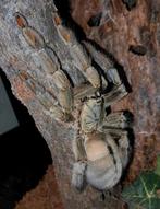Psalmopoeus cambridgei tarantula vogelspin, Dieren en Toebehoren, Insecten en Spinnen, Spin of Schorpioen