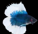Betta - Plakat Halfmoon Fancy Double Tail - Koidreams, Dieren en Toebehoren, Vissen | Aquariumvissen, Vis, Zoetwatervis