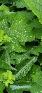 Vrouwenmantel / Alchemilla, Vaste plant, Halfschaduw, Zomer, Ophalen