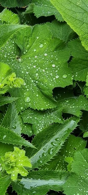 Vrouwenmantel / Alchemilla beschikbaar voor biedingen