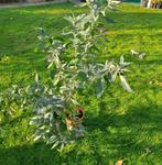 2x Vlinderstruik paarse bloem, Ophalen, Vlinderstruik, Minder dan 100 cm