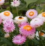 Zaden Zonnestrobloem roze  - Helichrysum roseum, Verzenden, Voorjaar, Volle zon, Zaad