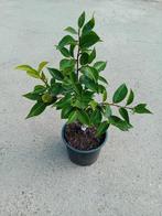 Camelia William Bartlett, Overige soorten, Vaste plant, Ophalen of Verzenden, Halfschaduw