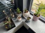 Zonder pot kamer planten, Tuin en Terras, Bloempotten, Ophalen of Verzenden, Zo goed als nieuw