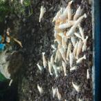 Snow white garnalen, Kreeft, Krab of Garnaal