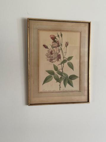 2 x oude ingelijste print Roos rozen. Rosa Indica Vulgaris. beschikbaar voor biedingen