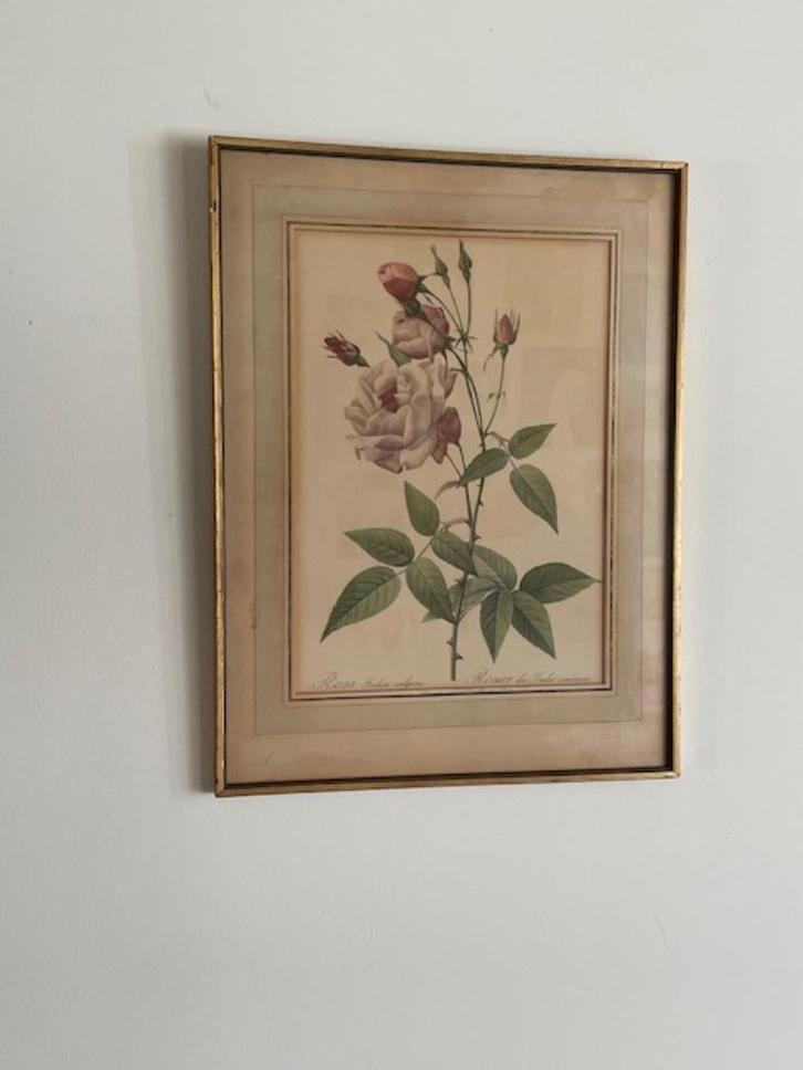 2 x oude ingelijste print Roos rozen. Rosa Indica Vulgaris., Antiek en Kunst, Curiosa en Brocante, Ophalen