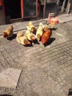 Wyandotte krielkippen., Dieren en Toebehoren, Pluimvee, Vrouwelijk, Kip