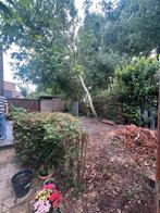 Verschillende bomen, Tuin en Terras, Planten | Bomen, Ophalen, Volle zon, Overige soorten