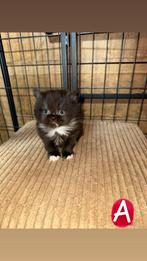 Britse langhaar kittens., Meerdere dieren, Ontwormd