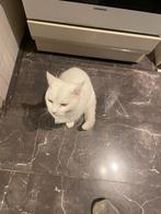 Witte kater zoekt een lieve familie, Kater, Ontwormd, 6 jaar of ouder