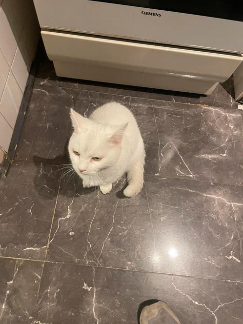 Witte kater zoekt een lieve familie, Dieren en Toebehoren, Katten en Kittens | Raskatten | Langhaar, Kater, 6 jaar of ouder, Ontwormd