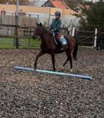 Lieve recreatiepony te koop, Dieren en Toebehoren, Pony's, Ruin