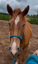 Verzorgpaarden aangeboden in Achterhoek, Dieren en Toebehoren, Paarden en Pony's | Overige Paardenspullen, Ophalen of Verzenden