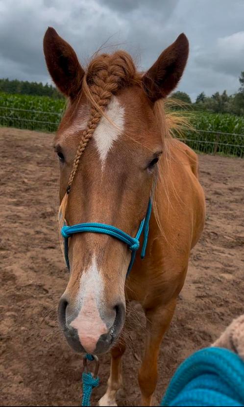 Verzorgpaarden aangeboden in Achterhoek, Dieren en Toebehoren, Paarden en Pony's | Overige Paardenspullen, Nieuw, Overige soorten