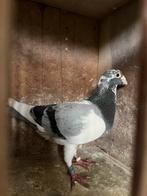 Bonte doffer, Dieren en Toebehoren, Vogels | Duiven, Mannelijk
