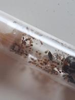 Een eikelmieren kolonie (Themnothorax nylanderi), Dieren en Toebehoren, Insecten en Spinnen, Mieren