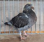 Kleurpostduif jong, Geslacht onbekend, Postduif