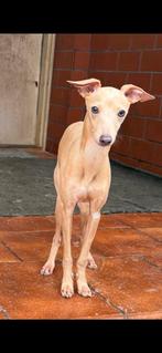 Italiaanse Windhond puppy’s, 15 weken tot 1 jaar, Overige rassen, Meerdere, Meerdere dieren