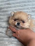Prachtige pomeranian pups met stamboom, Keeshond, CDV (hondenziekte), 8 tot 15 weken, Meerdere