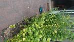 Hibiscus stekjes, Ophalen, Overige soorten, Struik, 100 tot 250 cm