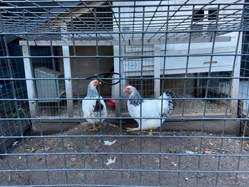 2 krielkippen te koop! beschikbaar voor biedingen