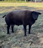 Twee blauwe stamboek texelaar ooien, Dieren en Toebehoren, Schapen, Geiten en Varkens, Vrouwelijk, Schaap, 0 tot 2 jaar